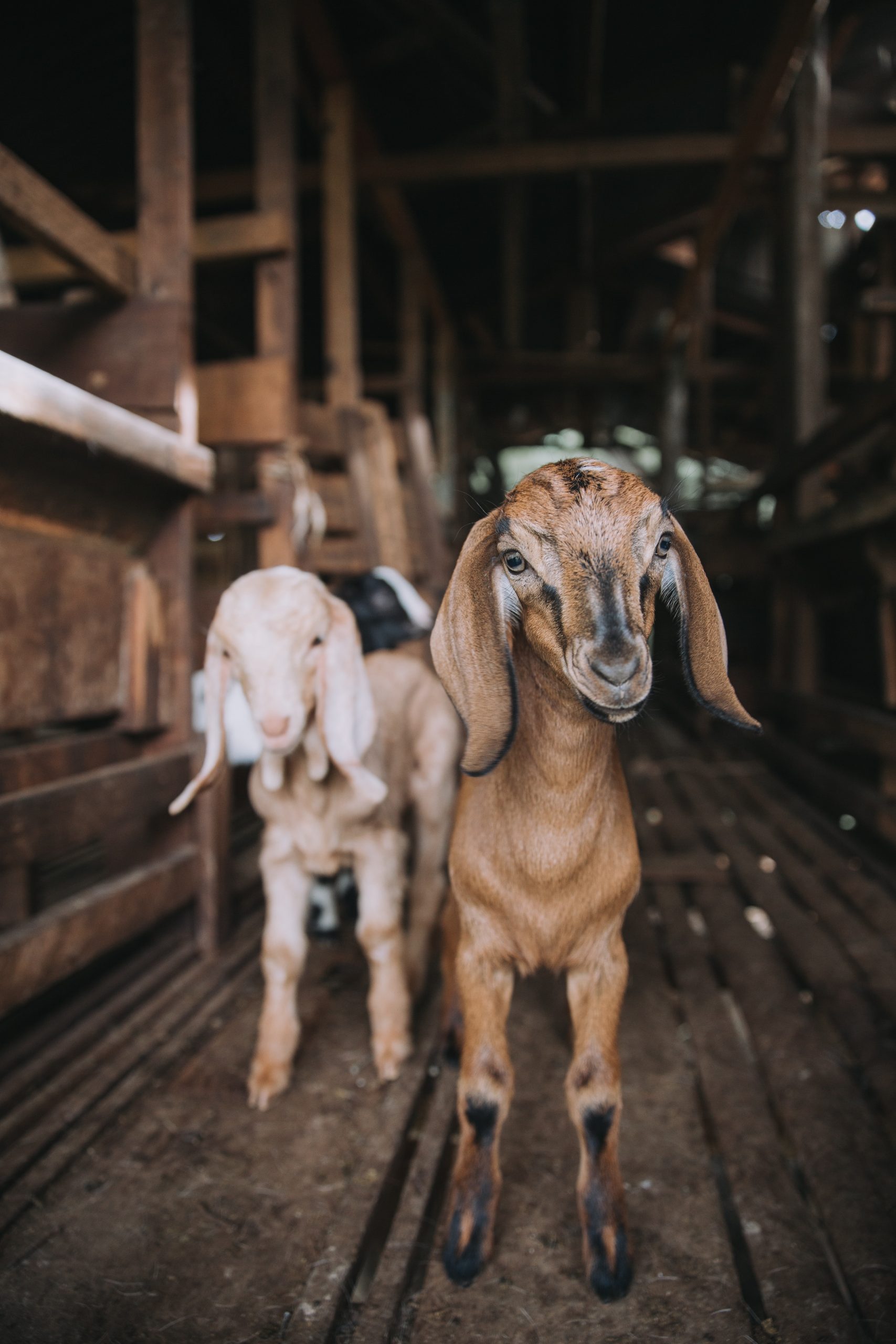 Get Your Goat Rentals - Eco-friendly vegetation management services in Atlanta