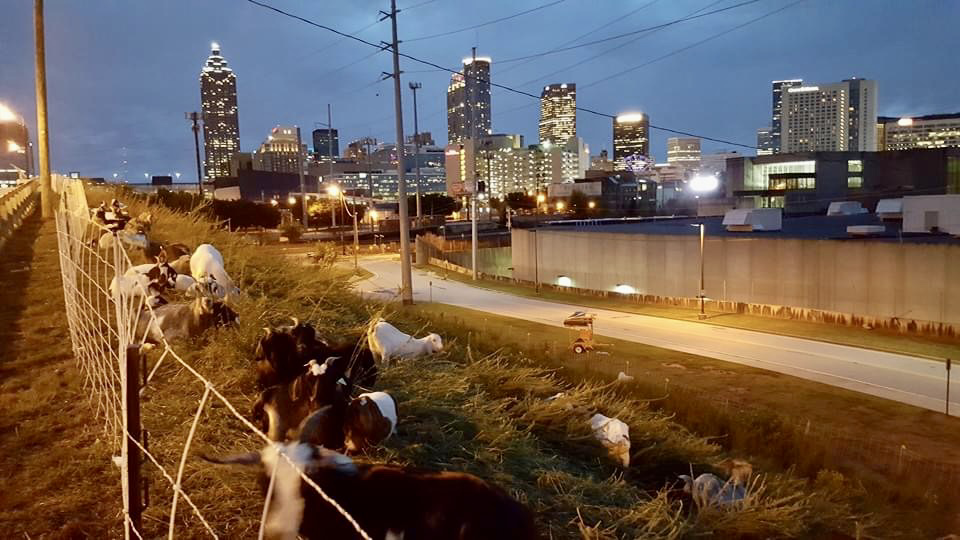 Professional land clearing with goats