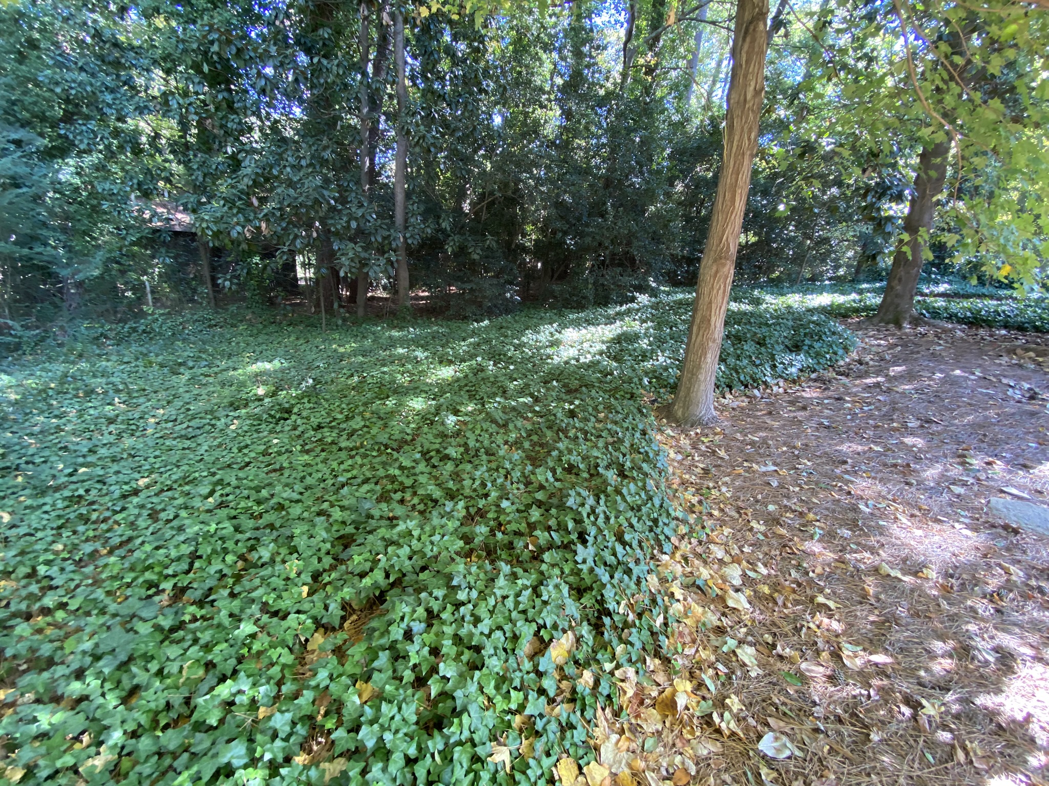 Ivy and kudzu clearing